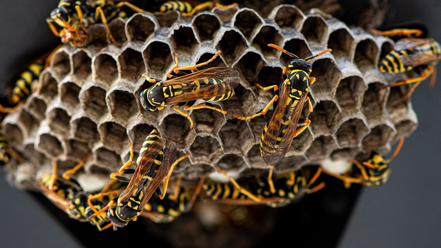 Doe het zelf methoden om een wespennest veilig te verwijderen