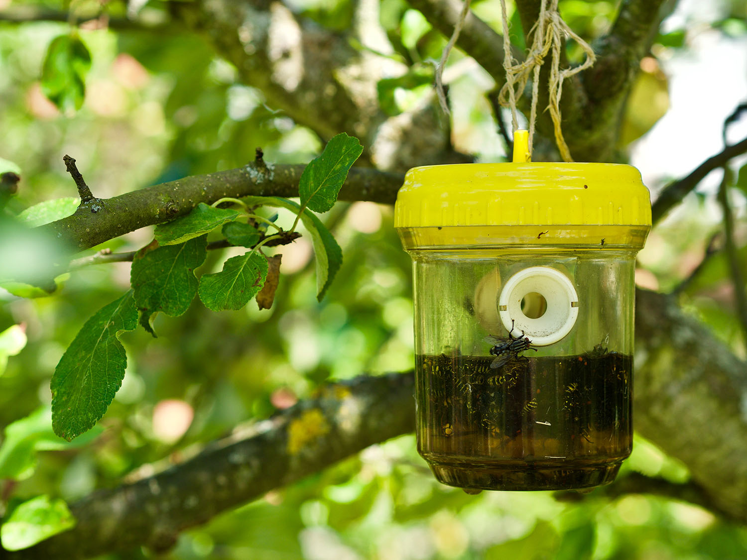 Doe het zelf methoden om een wespennest veilig te verwijderen