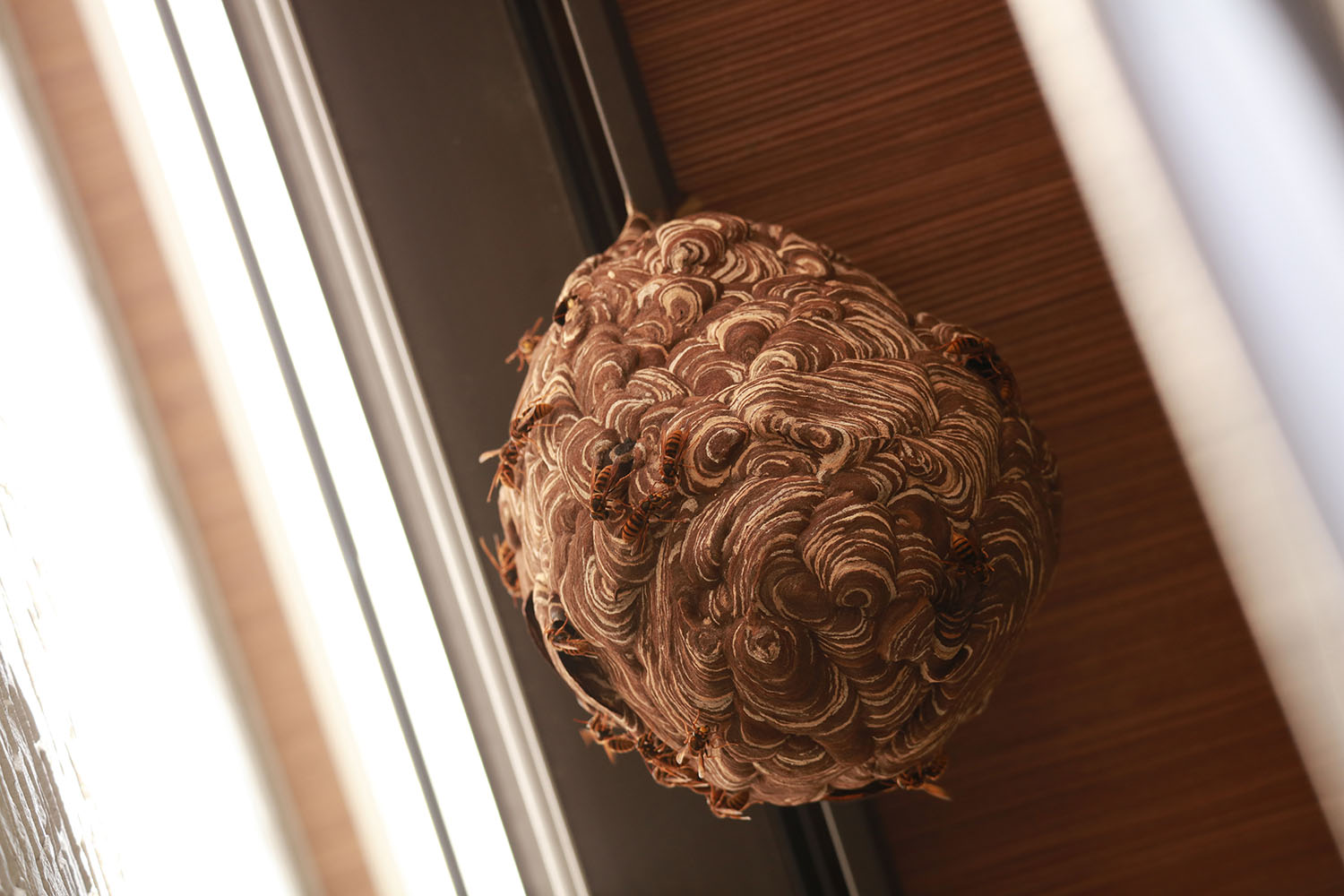 hoe herken je een wespennest? de Wespenman vertelt