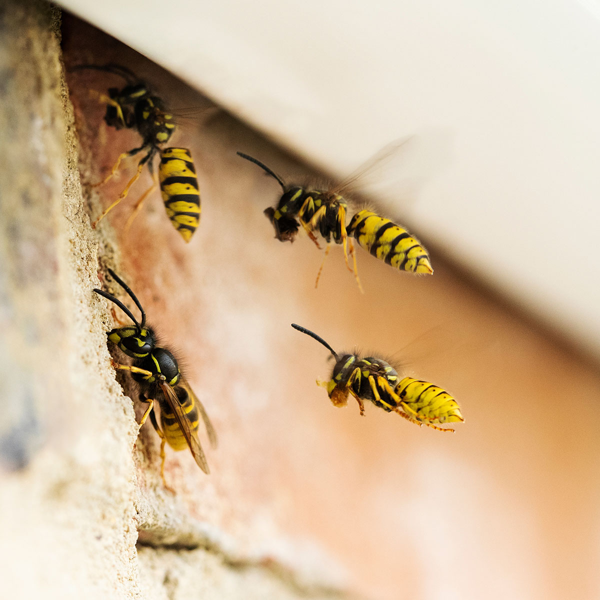 de Wespenman vertelt u alles over een wespennest herkennen