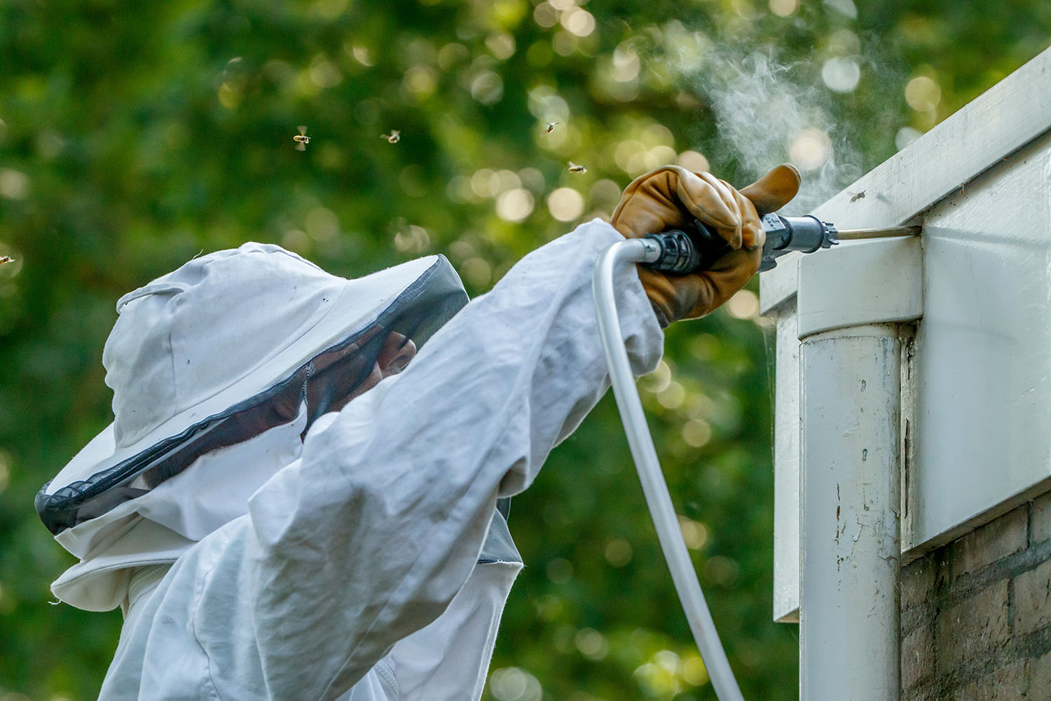 Doe het zelf methoden om een wespennest veilig te verwijderen