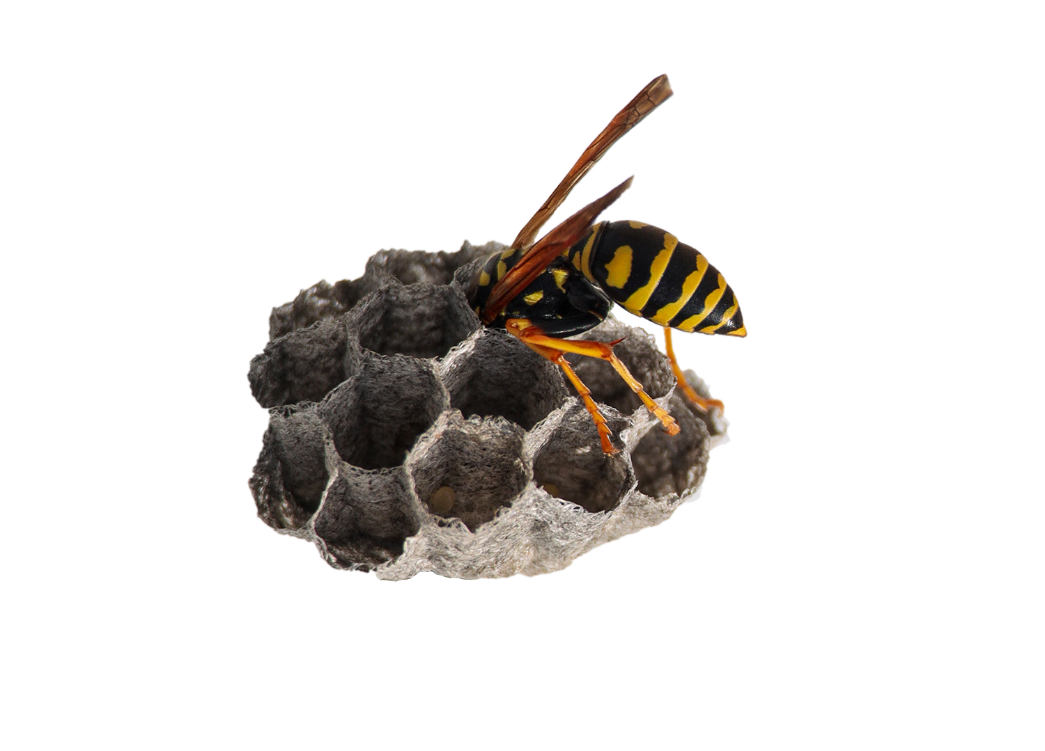 Hoe een wespennest herkennen - de Wespenman